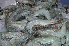 shrimp for sale