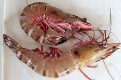 Fresh Shrimp Delivery