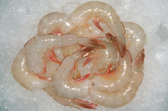 White Prawn