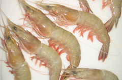 Seafood in Bangladesh