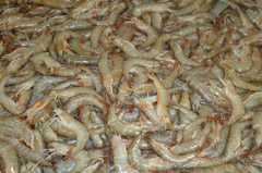 shrimp export from Bangladesh