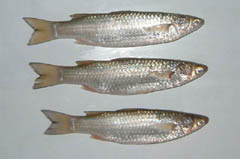 bangladesh fish market