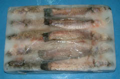 frozen fish