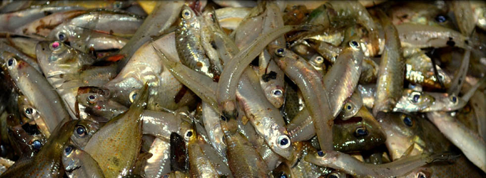 fresh frozen seafood